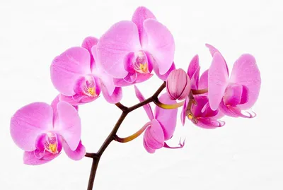 Орхидея интрига - 57 фото