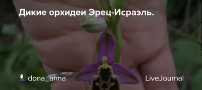Орхидея Phal. Violacea Indigo x Jennifer Palermo C1 уценка - купить,  доставка Украина