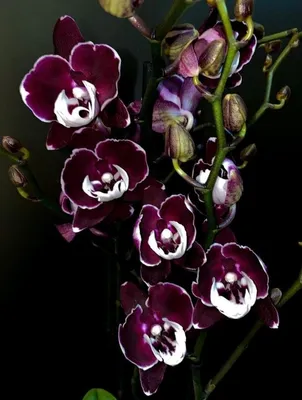 Карликовая орхидея (29 фото) - 29 фото