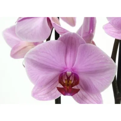 Орхидея вашингтон фото фотографии