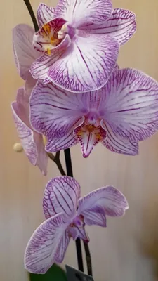 Орхидея купить