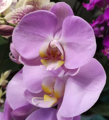 Цветы для души | Орхидея Вашингтон | Дзен