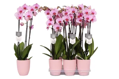 Орхидея Phalaenopsis Generation (отцвел)