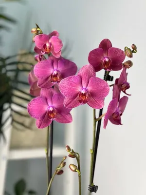 Phalaenopsis Anth. Washington 22+ Pink Ceramics 3 stem in deco pot |  Phalaenopsis | Phalaenopsis | Цветущие комнатные орхидеи | Цветущие  комнатные растения | Комнатные растения | All products | OZ Planten