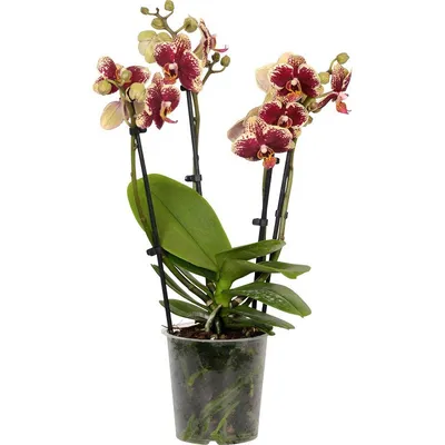 Орхидея Фаленопсис Хеппи Кэрол ⌀12 60 см купить в Москве с доставкой |  Магазин растений Bloom Story (Блум Стори)