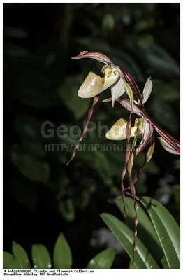 Полосатая Орхидея Фаленопсис бежевого цвета (3 ствола) D12