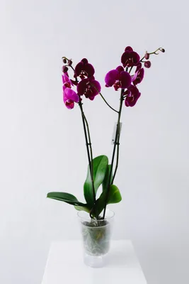 Фотография Орхидея, Вашингтон, округ Колумбия, США | Фотобанк  ГеоФото/GeoPhoto | GetImages Group