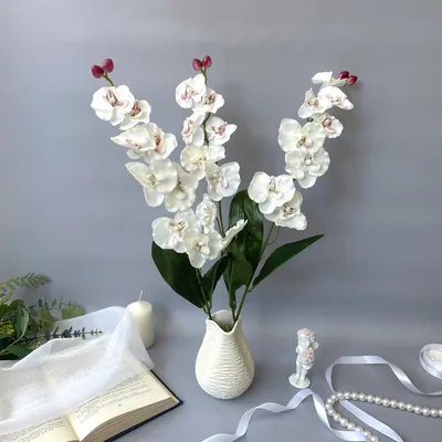 Орхидея Фаленопсис Голден Эппл 2 ст купить в Москве с доставкой | Магазин  растений Bloom Story (Блум Стори)
