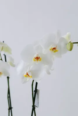 Phalaenopsis Anth. Washington 3stem 22+ 3 stem | Phalaenopsis |  Phalaenopsis | Цветущие комнатные орхидеи | Цветущие комнатные растения |  Комнатные растения | All products | OZ Planten