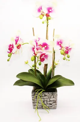 Орхидея искусственная на ветке, Белая, 8 голов с листьями, 65 см. Набор 3  ветки. – купить в Казани | «С Нежностью»