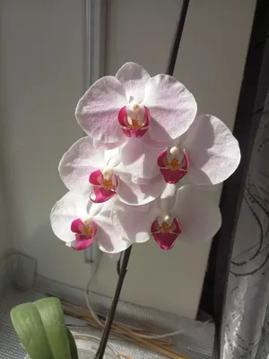Орхидея в горшке №534