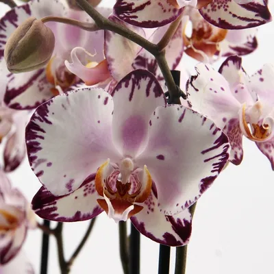 Купить Орхидея Фаленопсис одноветочная Вашингтон | UFL