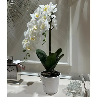 Орхидея Фаленопсис спринг принц купить в Москве