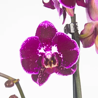 орхидея фаленопсис Washington (F3)отцветает — купить в Красноярске.  Горшечные растения и комнатные цветы на интернет-аукционе Au.ru