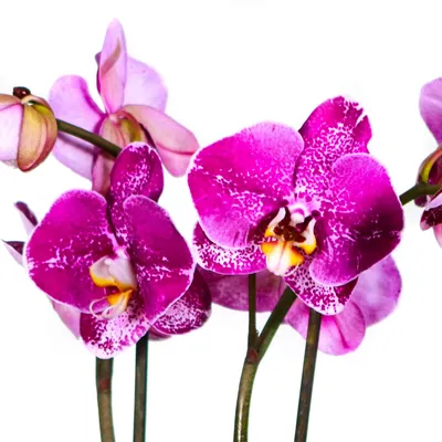Орхидеи купить в Москве