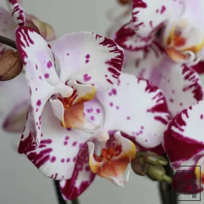 Орхидея Фаленопсис Аладдин Биг Лип 2 ствола купить в Москве