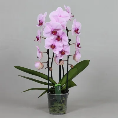 Орхидея фаленопсис в горшке купить
