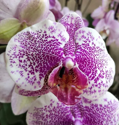 Белоснежная Орхидея Фаленопсис с ярко-фиолетовыми вкраплениями (3 ствола)  D12