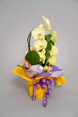 Орхидея фаленопсис купить в Москве