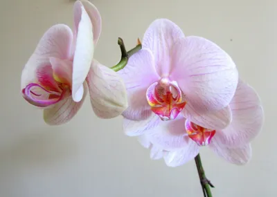Орхидея Phalaenopsis Arwen (отцвел)