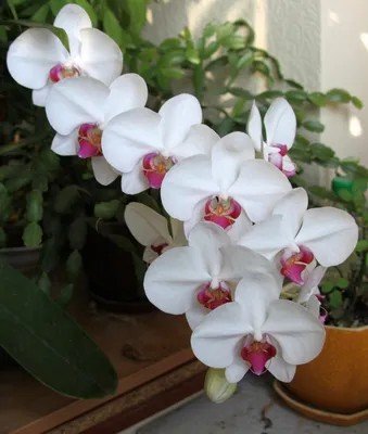 Орхидея фаленопсис двуствольная бело-фиолетовая | доставка по Москве и  области