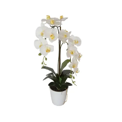 Белый Паук Орхидея Орхидеи - Бесплатное фото на Pixabay - Pixabay