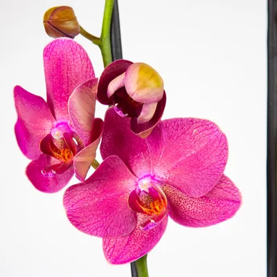 Орхидея Фаленопсис Castor 2 ветки 12/55