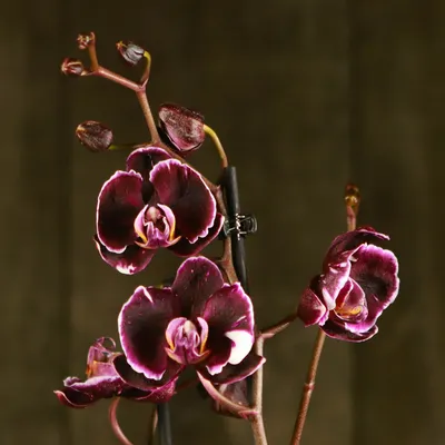 Купить Орхидея Фаленопсис Вашингтон | UFL