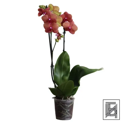 Искусственное растение \"Орхидея белая\" h65 от Garda Decor – Купить по цене  7 400 руб. в Санкт-Петербурге: характеристики, описания, отзывы