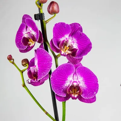 Орхидея Фаленопсис Россини купить в интернет-магазине