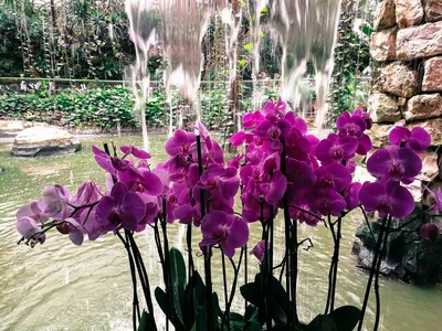 Орхидея фаленопсис Вашингтон: 200 грн. - Комнатные растения Киев на Olx
