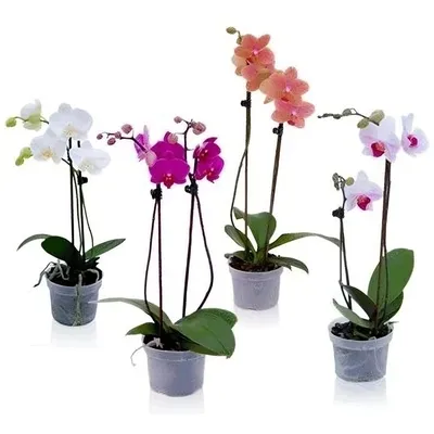 Орхидея фаленопсис Вашингтон: 270 грн. - Комнатные растения Киев на Olx