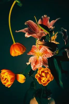 Орхидея Бостон Фаленопсис