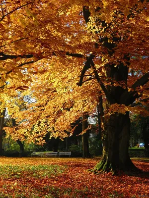 Видели золотую осень в Дюссельдорфе. Наш выходной в Германии. Городской  Променад, Рейн и набережная.☀️ | КОПИЛКА ЖЕЛАНИЙ | Дзен