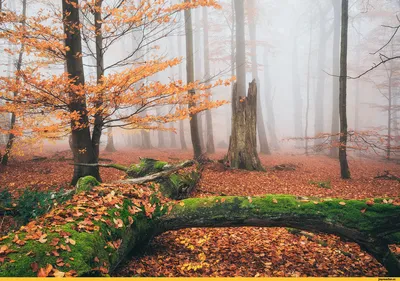 Осень в Германии - 87 фото