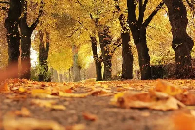 Золотая осень в Германии | Пикабу