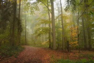 Осень в Германии (Много фото) - treepics.ru