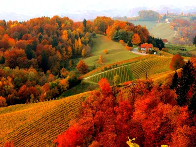 Цветные осенние леса с деревьями и кустарниками в Германии . стоковое фото  ©swkunst 219443916