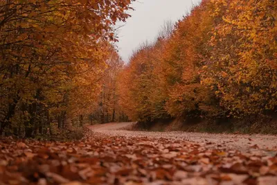Куда пойти гулять этой осенью в Германии: 5 лучших мест — Наши в Германии
