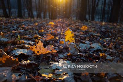 Осень в Москве была аномально теплой. Когда в город придут холода и снег?:  Климат и экология: Среда обитания: Lenta.ru