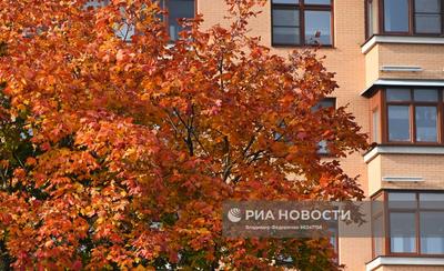 Золотая осень в Москве | Пикабу