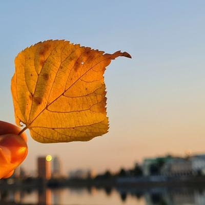 Осень за окном / Екатеринбург Городской пруд