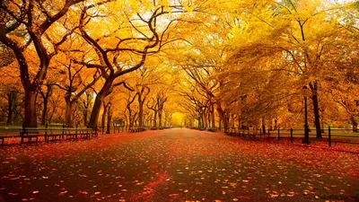 Пейзаж городской маслом \"Нью-Йорк. Осень в Центральном парке\" 60x90  CV160120 купить в Москве