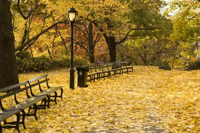 Лучшая осенняя листва в Нью-Йорке
