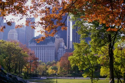 Осень в Central Park