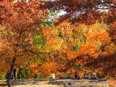 Центральный парк в осени, Нью-Йорк Редакционное Фото - изображение  насчитывающей панорама, люди: 131607176