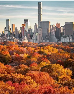 НЬЮ-ЙОРК-ОКТЯБРЕ 29: Жители Нью-Йорка И Туристы Пользуются Красивый Осенний  День 29 Октября 2015 Года На Аллее В Центральном Парке. Фотография,  картинки, изображения и сток-фотография без роялти. Image 55919500