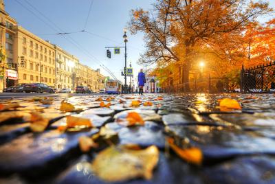 Топ лучших парков Санкт-Петербурга для осенних прогулок: Где пошуршать  листьями всей семьей - KP.RU