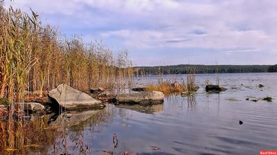 Вид на поросший берёзами... - Озеро Еловое - Landscapes and habitats -  Plantarium