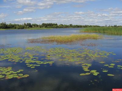 В Красноярском крае очистят озеро Лебяжье - Сибновости